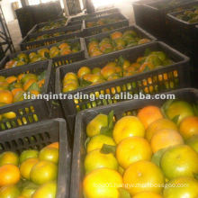 2012 new crop mandarin Orange
